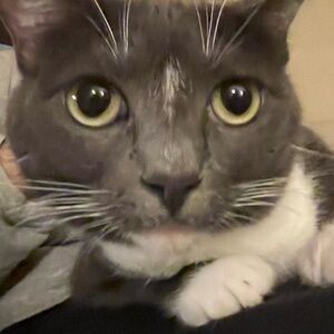 Meet your Posher, Sydney